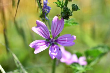 Bahçedeki çok güzel rengarenk bahar çiçekleri.