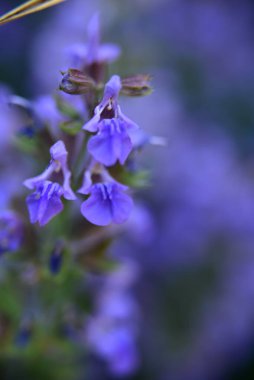 Bahçedeki çok güzel rengarenk bahar çiçekleri.