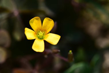 Bahçedeki çok güzel rengarenk bahar çiçekleri.