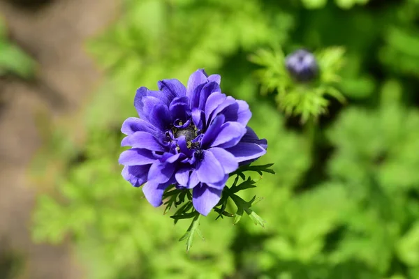 Fiori Primaverili Colorati Molto Belli Giardino Vicino — Foto Stock