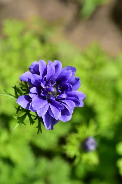 Fiori Primaverili Colorati Molto Belli Giardino Vicino — Foto Stock