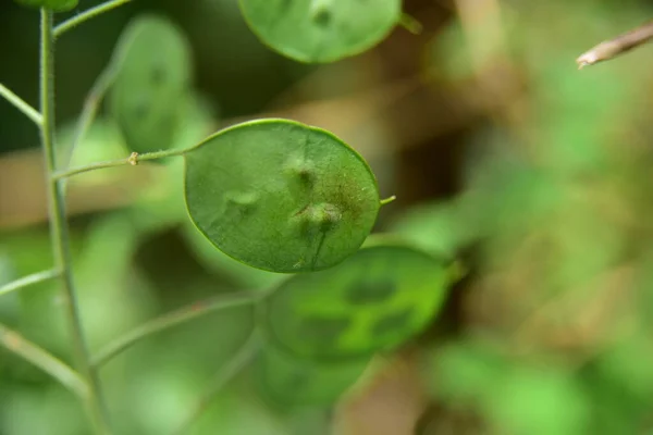 庭の枝に緑のオリーブ — ストック写真