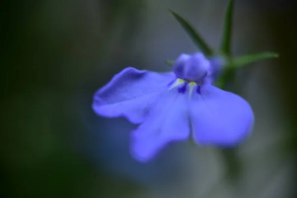 Flores Primavera Coloridas Muito Agradáveis Jardim Close — Fotografia de Stock