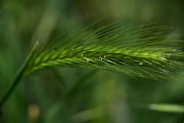 夏天的绿麦田 — 图库照片