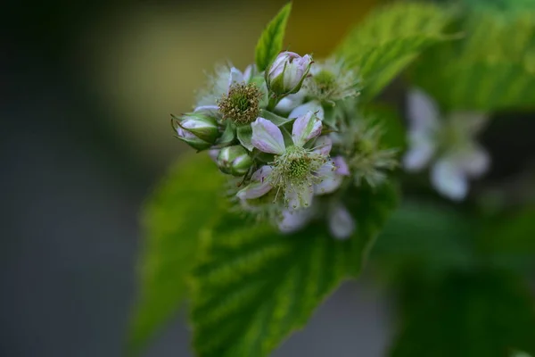 Zbliżenie Strzał Piękny Biały Kwiat Zielonym Ogrodzie — Zdjęcie stockowe