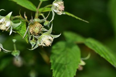 Yeşil yapraklı bir arının yakın plan çekimi.