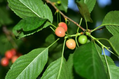 Olgun kiraz ağacının kırmızı meyveleri
