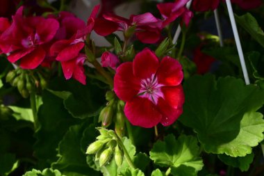 Bahçedeki çok güzel rengarenk bahar çiçekleri.