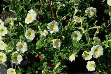 Bahçedeki çok güzel rengarenk bahar çiçekleri.