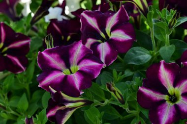 Bahçedeki çok güzel rengarenk bahar çiçekleri.