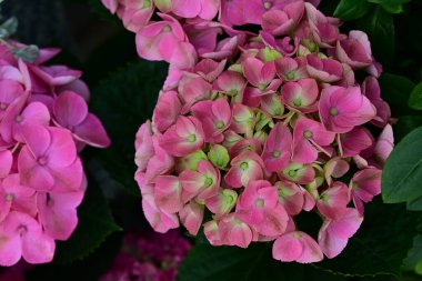 Bahçedeki çok güzel rengarenk bahar çiçekleri.