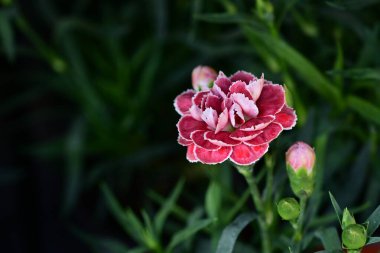 Bahçedeki çok güzel rengarenk bahar çiçekleri.