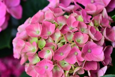 Bahçedeki çok güzel rengarenk bahar çiçekleri.