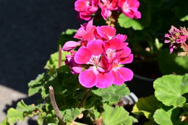 Bahçedeki çok güzel rengarenk bahar çiçekleri.