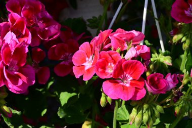 Bahçedeki çok güzel rengarenk bahar çiçekleri.