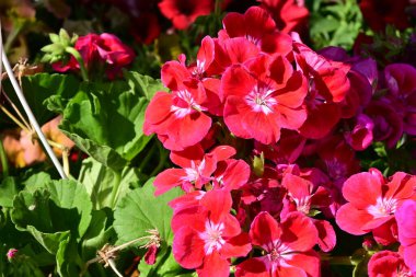 Bahçedeki çok güzel rengarenk bahar çiçekleri.