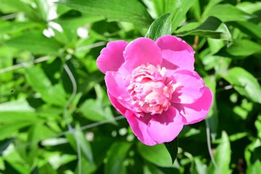 Bahçedeki güzel pembe şakayık çiçeği
