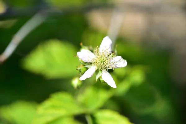 Fiori Bianchi Giardino — Foto Stock