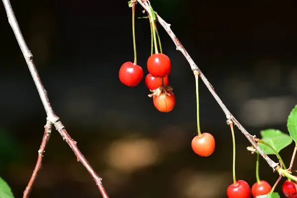 Reife Rote Beeren Auf Einem Zweig Garten — Stockfoto