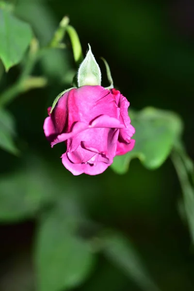 Stieg Die Sehr Hübsche Bunte Blume Nahsicht Garten — Stockfoto