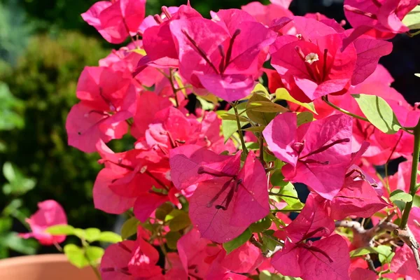 Flores Primavera Coloridas Muito Agradáveis Jardim Close — Fotografia de Stock