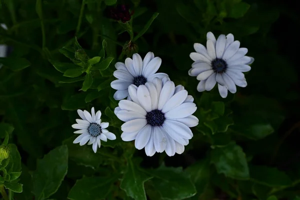 Las Flores Primavera Muy Bonitas Coloridas Jardín Cerca — Foto de Stock