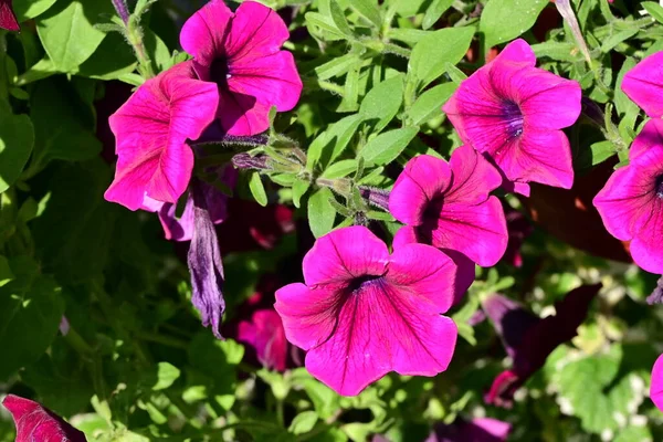 Las Flores Primavera Muy Bonitas Coloridas Jardín Cerca — Foto de Stock