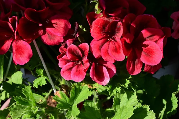 Fiori Primaverili Colorati Molto Belli Giardino Vicino — Foto Stock