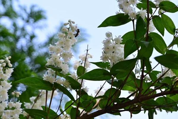 White Flowers Apple Tree Spring — Stock Photo, Image