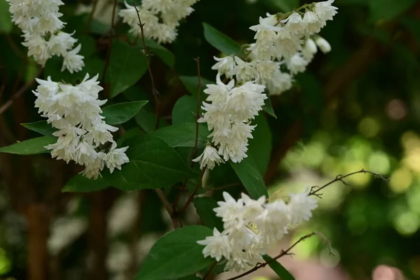 Białe Kwiaty Drzewa Ogrodzie — Zdjęcie stockowe