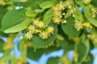 Ağaçta açan beyaz çiçekler