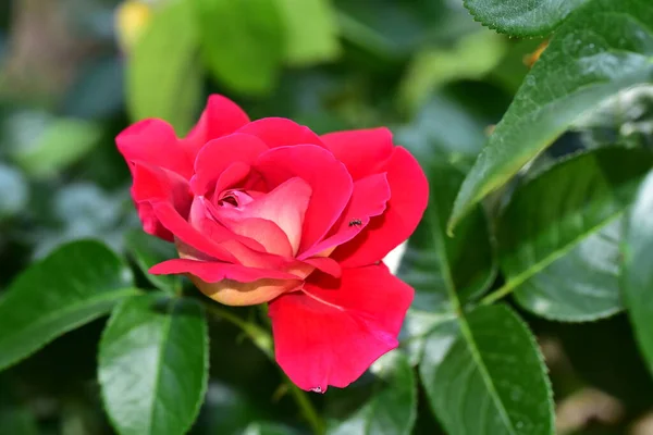 Gül Çok Güzel Renkli Çiçek Bahçede Yakın Görünüm — Stok fotoğraf