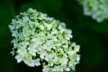 Bahçedeki çok güzel rengarenk bahar çiçekleri.