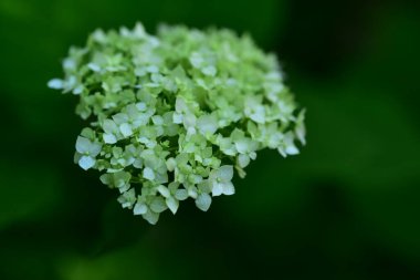 Bahçedeki çok güzel rengarenk bahar çiçekleri.