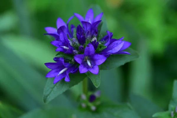 Les Très Belles Fleurs Printemps Colorées Dans Jardin Gros Plan — Photo