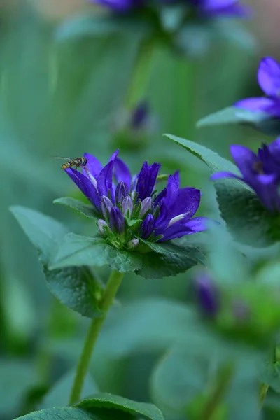 Erittäin Mukava Värikäs Kevään Kukkia Puutarhassa Lähikuva — kuvapankkivalokuva