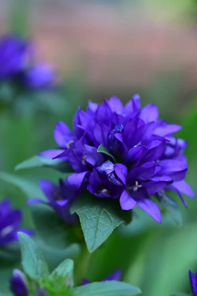Die Sehr Schönen Bunten Frühlingsblumen Garten Aus Der Nähe — Stockfoto