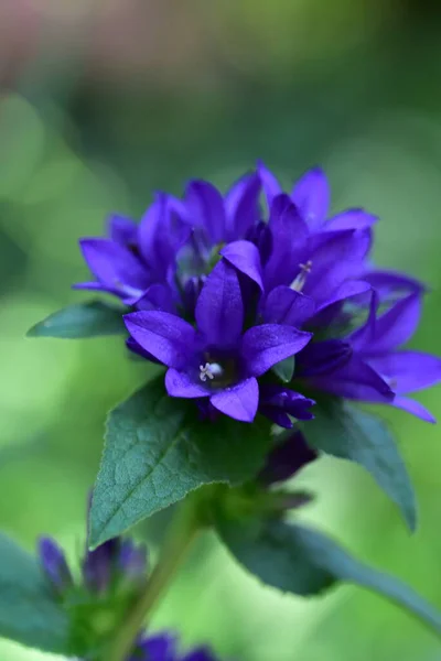 Bahçedeki Çok Güzel Rengarenk Bahar Çiçekleri — Stok fotoğraf