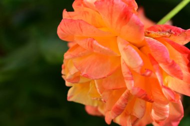 Gül çok güzel renkli çiçek Bahçede yakın görünüm