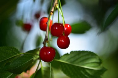 Olgun kırmızı kirazlar dalda