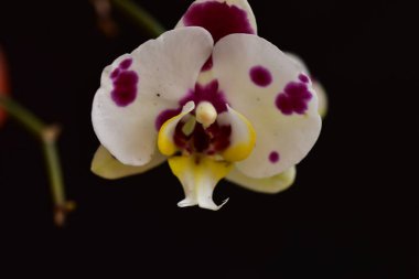 Bahçedeki çok güzel rengarenk bahar çiçekleri.