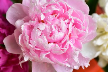 Şakayık. Rengarenk çiçekler. Bahçeye yakın.