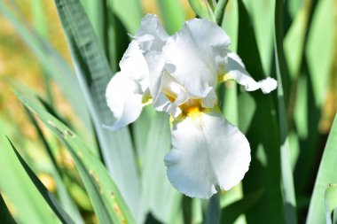 Bahçedeki çok güzel rengarenk bahar çiçekleri.