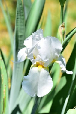 Bahçedeki çok güzel rengarenk bahar çiçekleri.