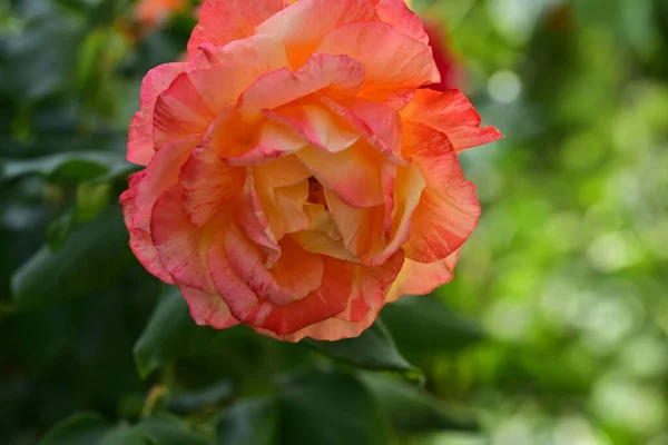 Троянда Дуже Барвиста Квітка Крупним Планом Саду — стокове фото