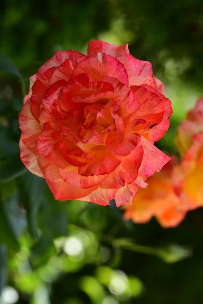 Roos Zeer Mooie Kleurrijke Bloem Close Uitzicht Tuin — Stockfoto