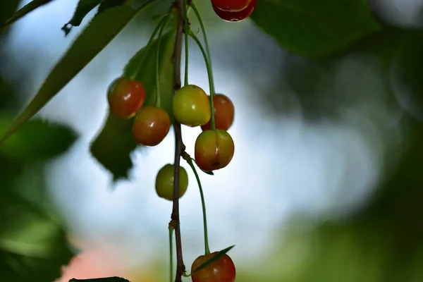 Kirschtomaten Auf Einem Zweig Garten — Stockfoto