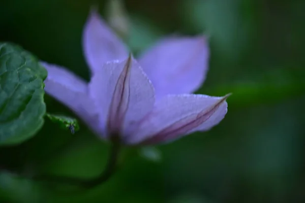 庭のとても素敵なカラフルな春の花を閉じます — ストック写真