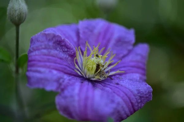 Bardzo Ładne Kolorowe Wiosenne Kwiaty Ogrodzie Zbliżenie — Zdjęcie stockowe