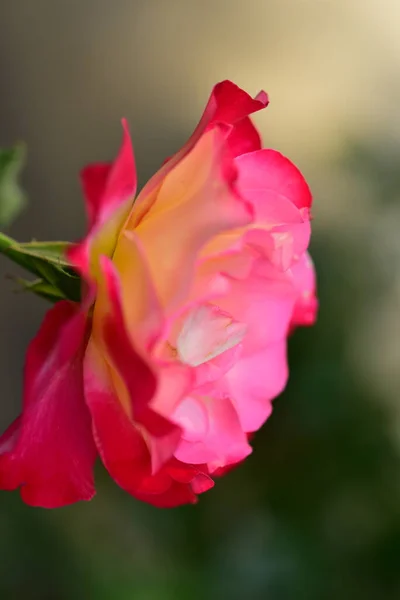 ดอกก หลาบท สวยงามส นมาก มมองใกล ดในสวน — ภาพถ่ายสต็อก